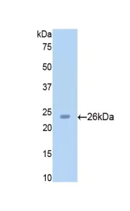 Western blot - Anti-SIRT4 antibody (AB231137)