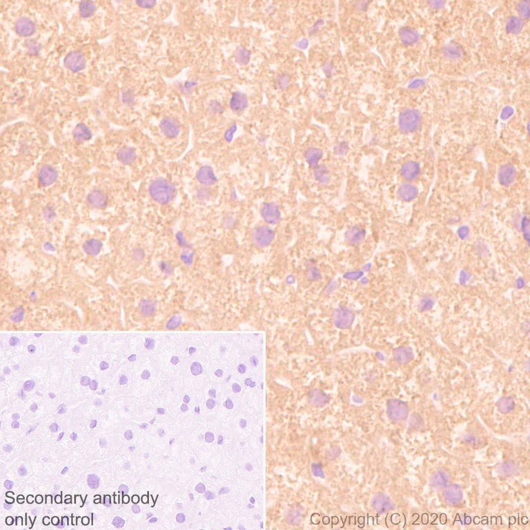 Immunohistochemistry (Formalin/PFA-fixed paraffin-embedded sections) - Anti-SIRT5 antibody [EPR23787-116] (AB259967)