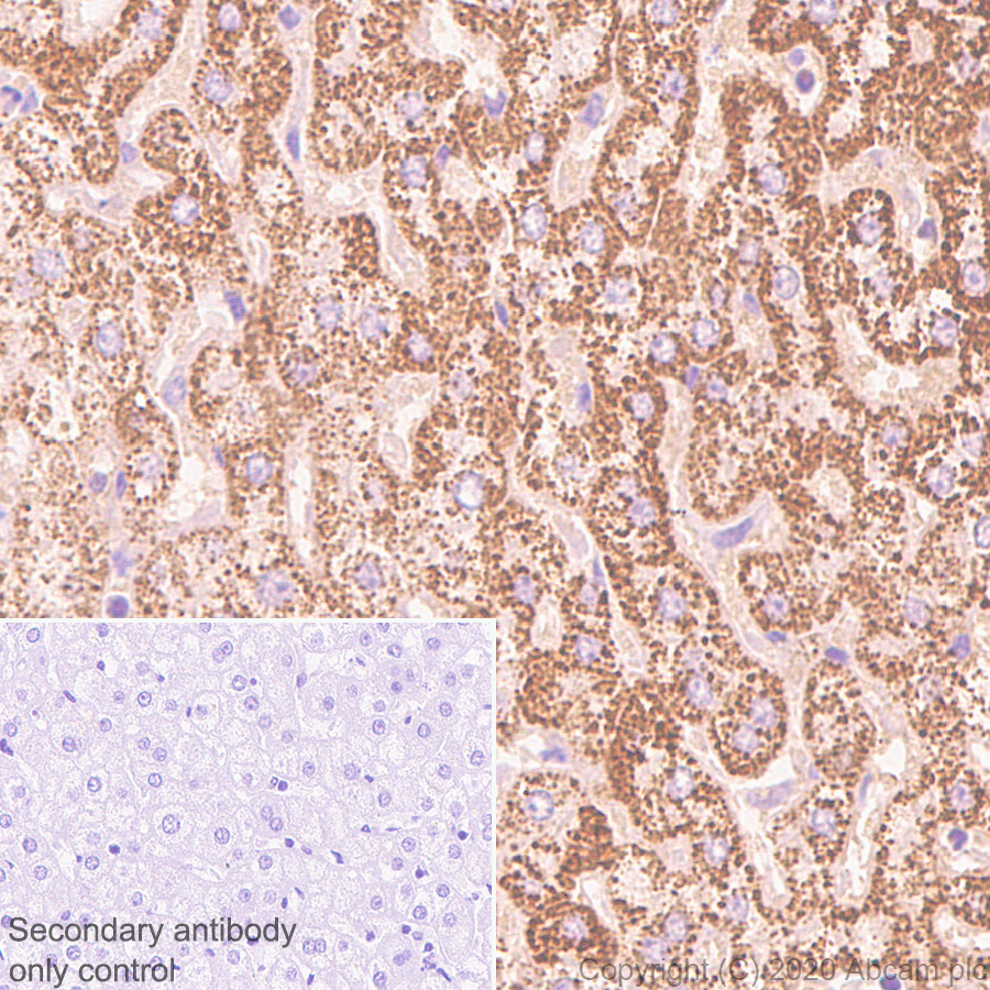 Immunohistochemistry (Formalin/PFA-fixed paraffin-embedded sections) - Anti-SIRT5 antibody [EPR23787-116] - BSA and Azide free (ab275031), expandable thumbnail