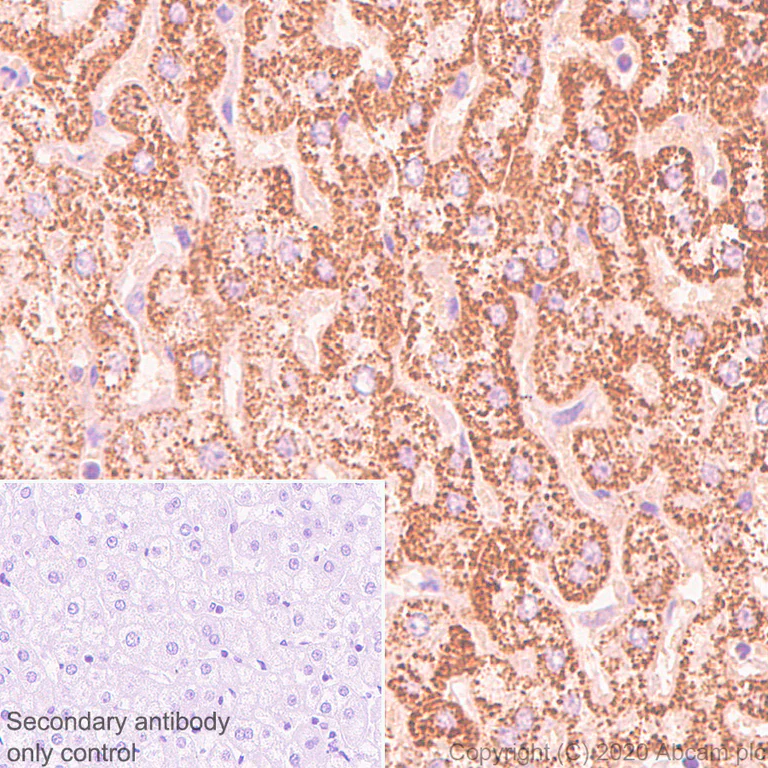 Immunohistochemistry (Formalin/PFA-fixed paraffin-embedded sections) - Anti-SIRT5 antibody [EPR23787-116] - BSA and Azide free (AB275031)