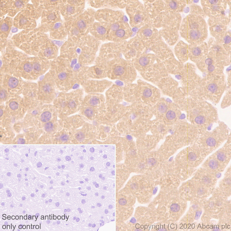 Immunohistochemistry (Formalin/PFA-fixed paraffin-embedded sections) - Anti-SIRT5 antibody [EPR23787-116] - BSA and Azide free (AB275031), expandable thumbnail