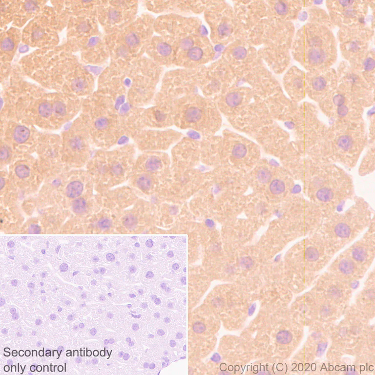 Immunohistochemistry (Formalin/PFA-fixed paraffin-embedded sections) - Anti-SIRT5 antibody [EPR23787-116] - BSA and Azide free (AB275031)