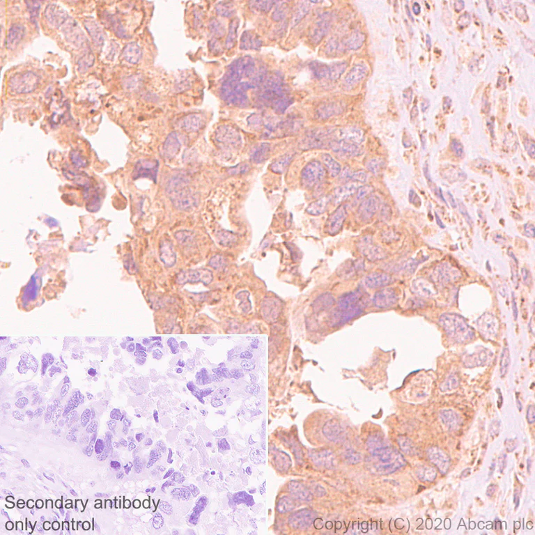 Immunohistochemistry (Formalin/PFA-fixed paraffin-embedded sections) - Anti-SIRT5 antibody [EPR23787-116] - BSA and Azide free (AB275031)