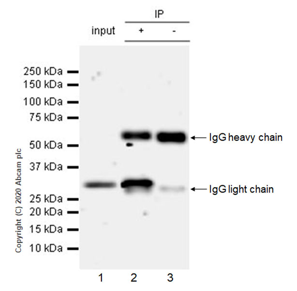Immunoprecipitation - Anti-SIRT5 antibody [EPR23787-116] - BSA and Azide free (AB275031), expandable thumbnail