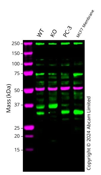 Western blot - Anti-SIRT5 antibody [EPR23787-116] - BSA and Azide free (AB275031)