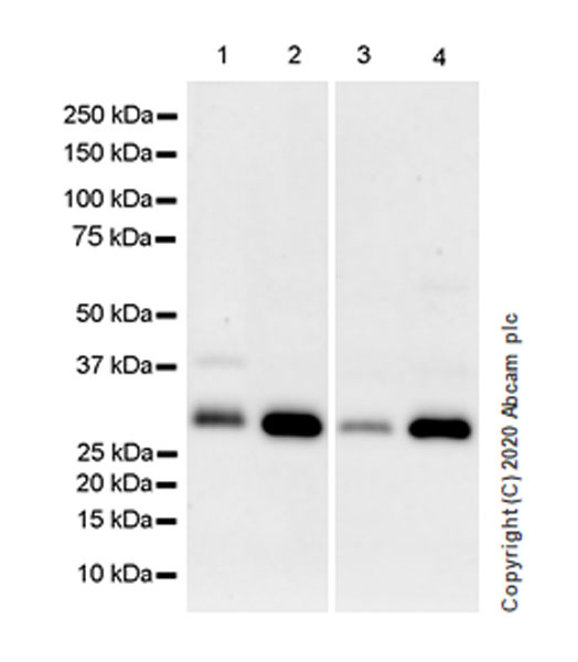 Western blot - Anti-SIRT5 antibody [EPR23787-116] - BSA and Azide free (AB275031), expandable thumbnail