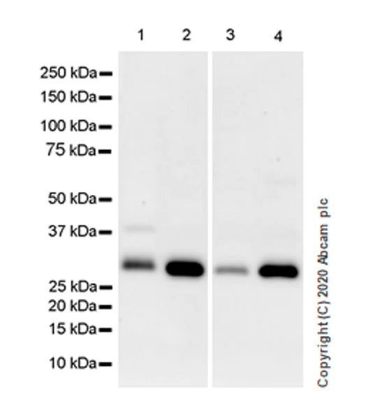 Western blot - Anti-SIRT5 antibody [EPR23787-116] - BSA and Azide free (AB275031)