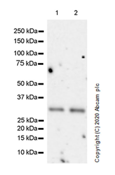 Western blot - Anti-SIRT5 antibody [EPR23787-116] - BSA and Azide free (ab275031), expandable thumbnail
