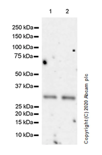 Western blot - Anti-SIRT5 antibody [EPR23787-116] - BSA and Azide free (AB275031)