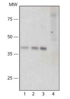 Western blot - Anti-SIRT6 antibody (AB62739)