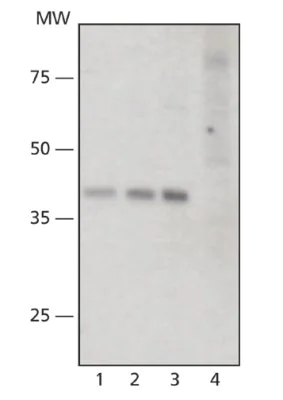 Western blot - Anti-SIRT6 antibody (AB62739)