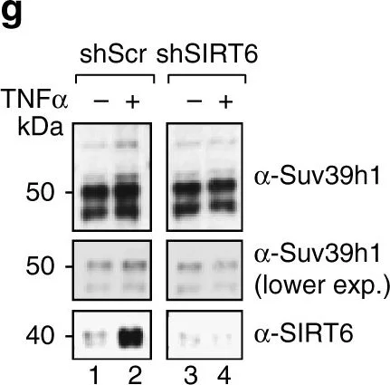 Western blot - Anti-SIRT6 antibody (AB62739)