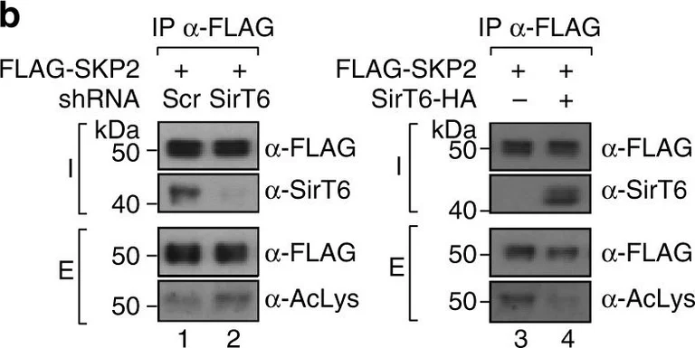 Western blot - Anti-SIRT6 antibody (AB62739)