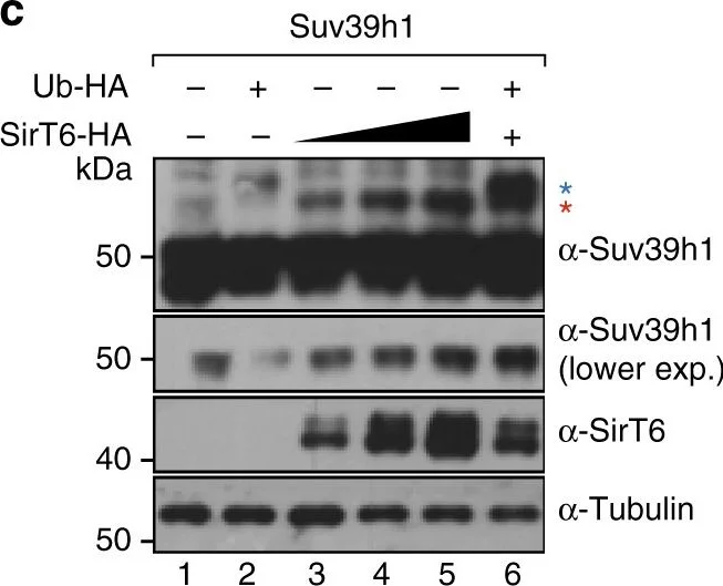 Western blot - Anti-SIRT6 antibody (AB62739)