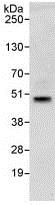 Immunoprecipitation - Anti-SIRT6 antibody (AB88494)