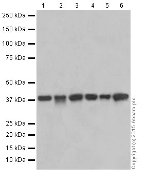 Western blot - Anti-SIRT6 antibody [EPR18463] (AB191385)