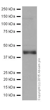 Western blot - Anti-SIRT6 antibody [EPR18463] (AB191385)