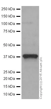 Western blot - Anti-SIRT6 antibody [EPR18463] (AB191385)
