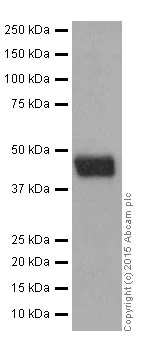 Western blot - Anti-SIRT6 antibody [EPR18463] (AB191385)