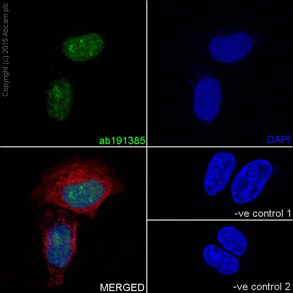 Immunocytochemistry/ Immunofluorescence - Anti-SIRT6 antibody [EPR18463] - BSA and Azide free (AB236024)