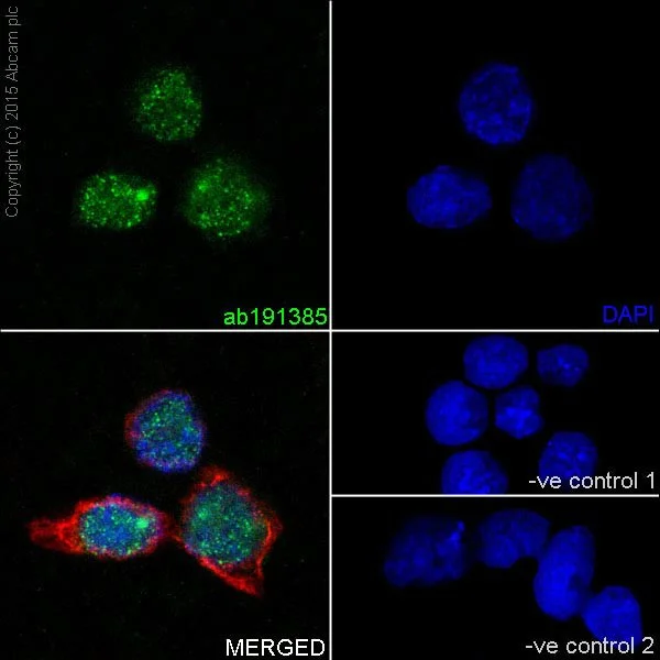 Immunocytochemistry/ Immunofluorescence - Anti-SIRT6 antibody [EPR18463] - BSA and Azide free (AB236024)