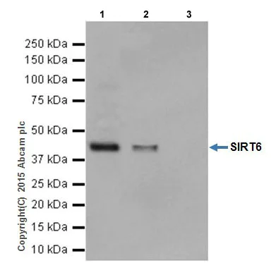 Immunoprecipitation - Anti-SIRT6 antibody [EPR18463] - BSA and Azide free (AB236024)