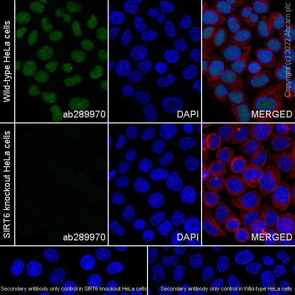 Immunocytochemistry/ Immunofluorescence - Anti-SIRT6 antibody [EPR26255-85] (AB289970)