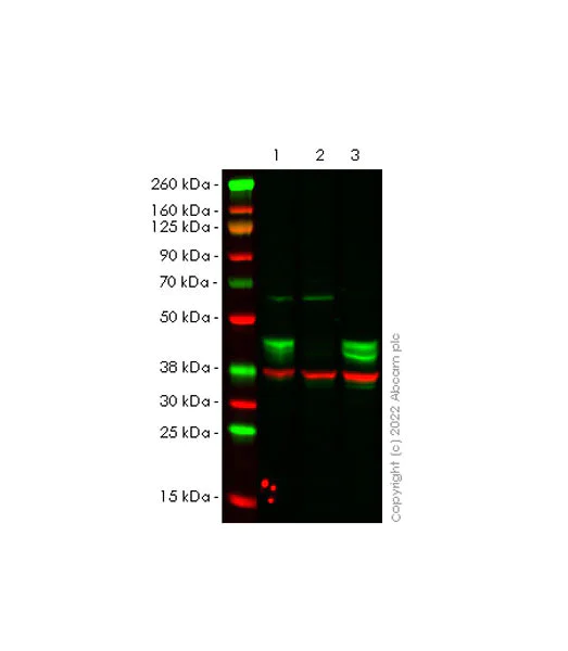 Western blot - Anti-SIRT6 antibody [EPR26255-85] (AB289970)
