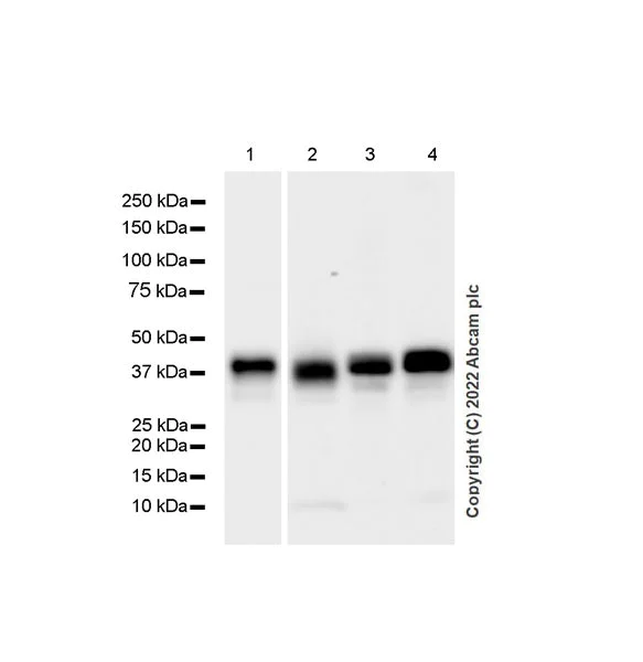 Western blot - Anti-SIRT6 antibody [EPR26255-85] (AB289970)