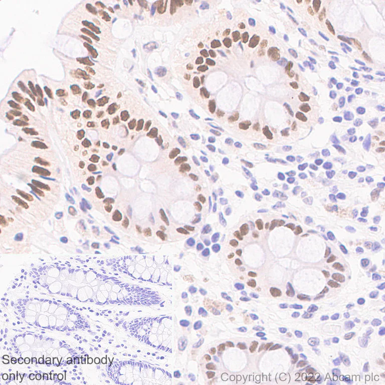 Immunohistochemistry (Formalin/PFA-fixed paraffin-embedded sections) - Anti-SIRT6 antibody [EPR26255-85] - BSA and Azide free (AB289995)