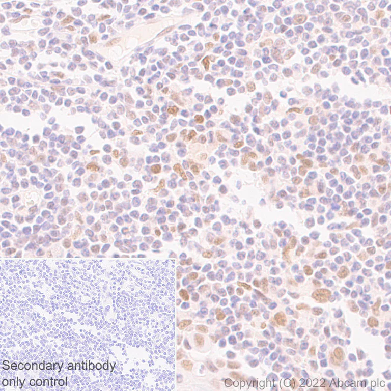 Immunohistochemistry (Formalin/PFA-fixed paraffin-embedded sections) - Anti-SIRT6 antibody [EPR26255-85] - BSA and Azide free (AB289995)