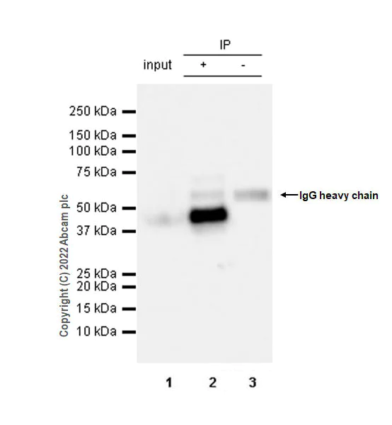 Immunoprecipitation - Anti-SIRT6 antibody [EPR26255-85] - BSA and Azide free (AB289995)