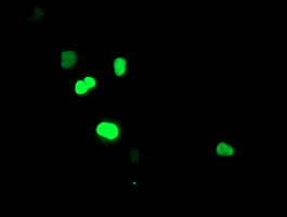 Immunocytochemistry/ Immunofluorescence - Anti-SIRT6 antibody [OTI1G3] (AB119007)