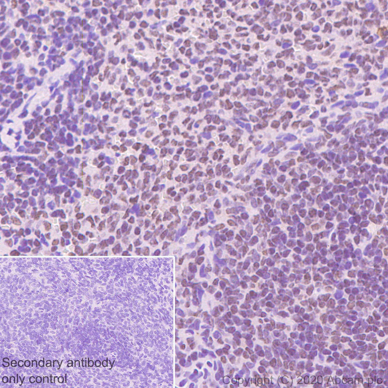 Immunohistochemistry (Formalin/PFA-fixed paraffin-embedded sections) - Anti-SIRT7 antibody [EPR23811-15] (AB259968)