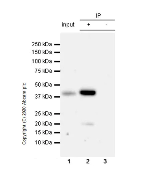 Immunoprecipitation - Anti-SIRT7 antibody [EPR23811-15] (AB259968)