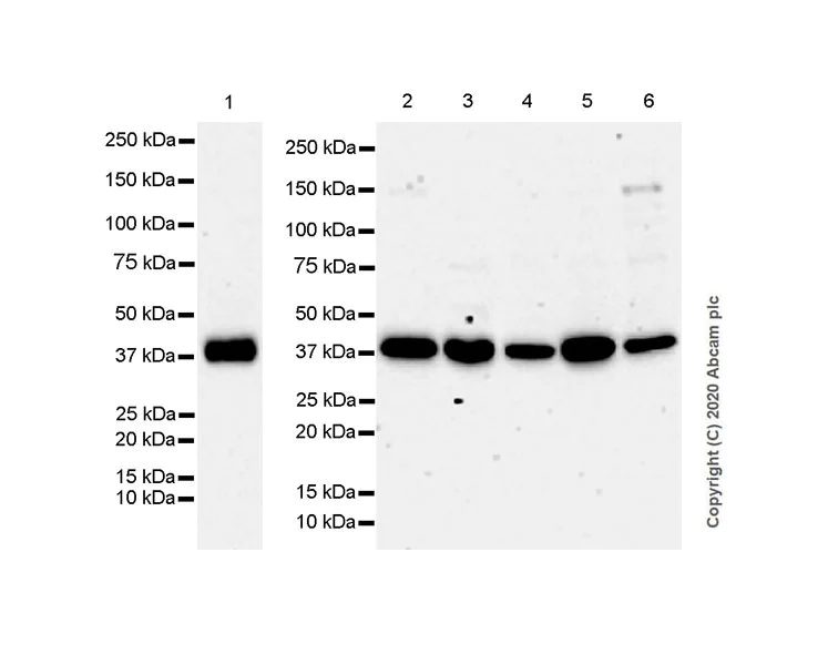 Western blot - Anti-SIRT7 antibody [EPR23811-15] (AB259968)
