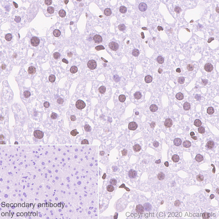Immunohistochemistry (Formalin/PFA-fixed paraffin-embedded sections) - Anti-SIRT7 antibody [EPR23811-15] - BSA and Azide free (AB275035), expandable thumbnail