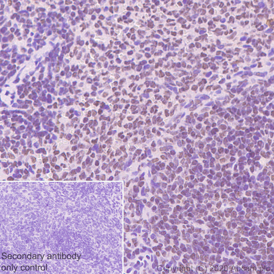 Immunohistochemistry (Formalin/PFA-fixed paraffin-embedded sections) - Anti-SIRT7 antibody [EPR23811-15] - BSA and Azide free (ab275035), expandable thumbnail