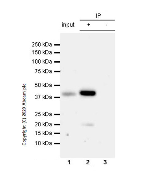 Immunoprecipitation - Anti-SIRT7 antibody [EPR23811-15] - BSA and Azide free (AB275035), expandable thumbnail