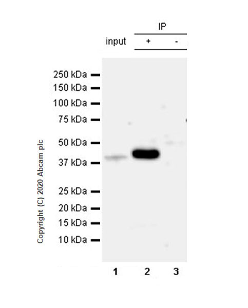 Immunoprecipitation - Anti-SIRT7 antibody [EPR23811-15] - BSA and Azide free (AB275035), expandable thumbnail