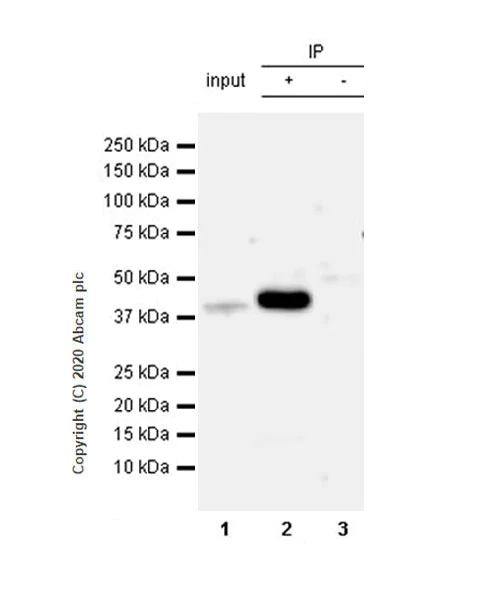 Immunoprecipitation - Anti-SIRT7 antibody [EPR23811-15] - BSA and Azide free (AB275035)