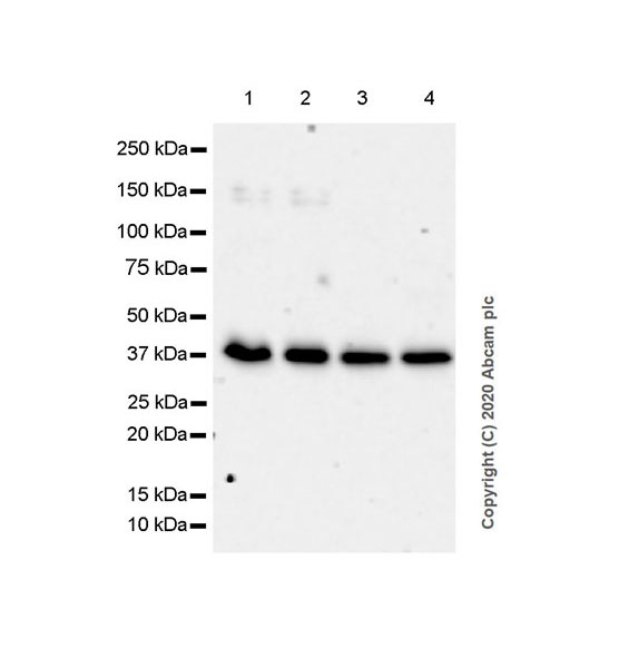 Western blot - Anti-SIRT7 antibody [EPR23811-15] - BSA and Azide free (AB275035), expandable thumbnail