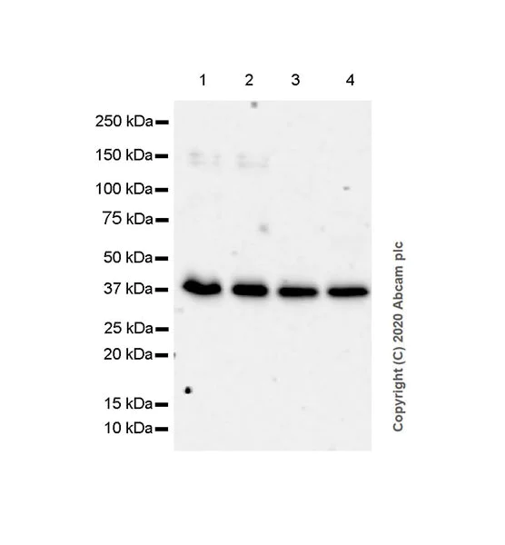 Western blot - Anti-SIRT7 antibody [EPR23811-15] - BSA and Azide free (AB275035)