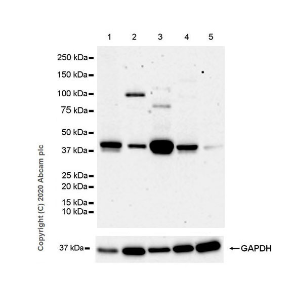 Western blot - Anti-SIRT7 antibody [EPR23811-15] - BSA and Azide free (AB275035), expandable thumbnail