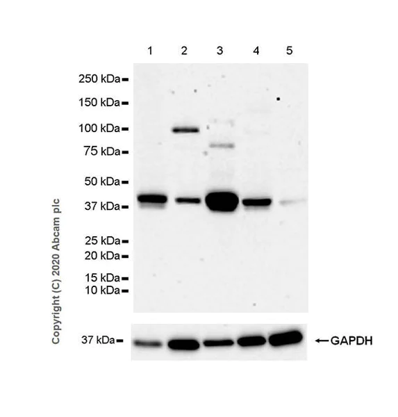 Western blot - Anti-SIRT7 antibody [EPR23811-15] - BSA and Azide free (AB275035)