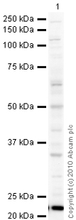 Western blot - Anti-Site-1 Protease antibody (AB59870)