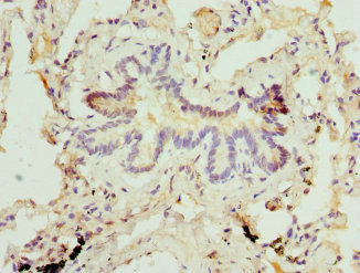 Immunohistochemistry (Formalin/PFA-fixed paraffin-embedded sections) - Anti-Site-1 Protease antibody - C-terminal (AB224618)