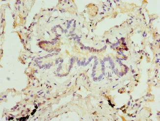 Immunohistochemistry (Formalin/PFA-fixed paraffin-embedded sections) - Anti-Site-1 Protease antibody - C-terminal (AB224618)