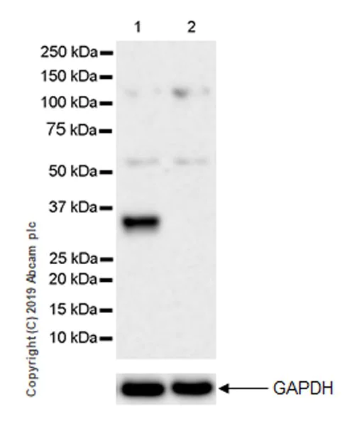 Western blot - Anti-SIX1 antibody [1229] (AB252224)