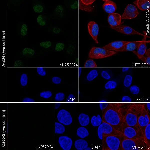 Immunocytochemistry/ Immunofluorescence - Anti-SIX1 antibody [1229] - BSA and Azide free (AB255759)